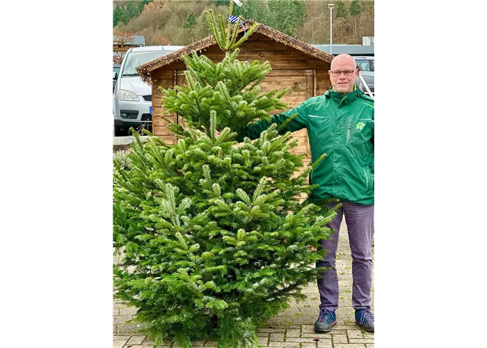 Nordmann-Tanne (Abies nordmanniana)