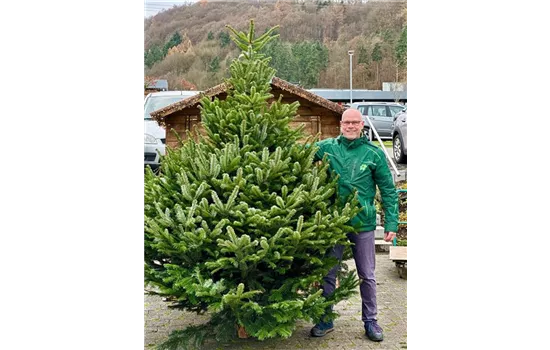 Nordmann-Tanne (Abies nordmanniana)