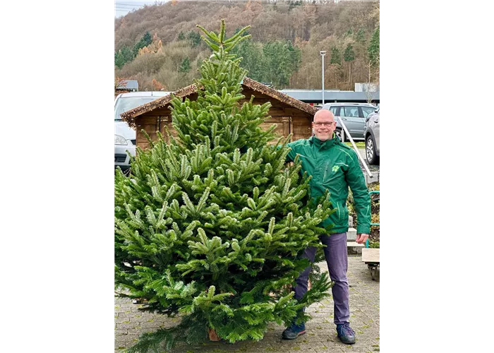 Nordmann-Tanne (Abies nordmanniana)