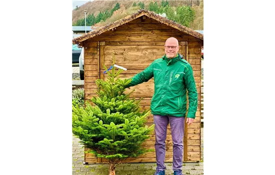 Nordmann-Tanne (Abies nordmanniana)