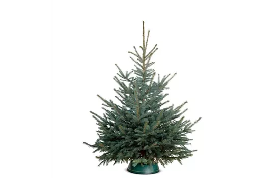 Blaufichte (picea pungens)