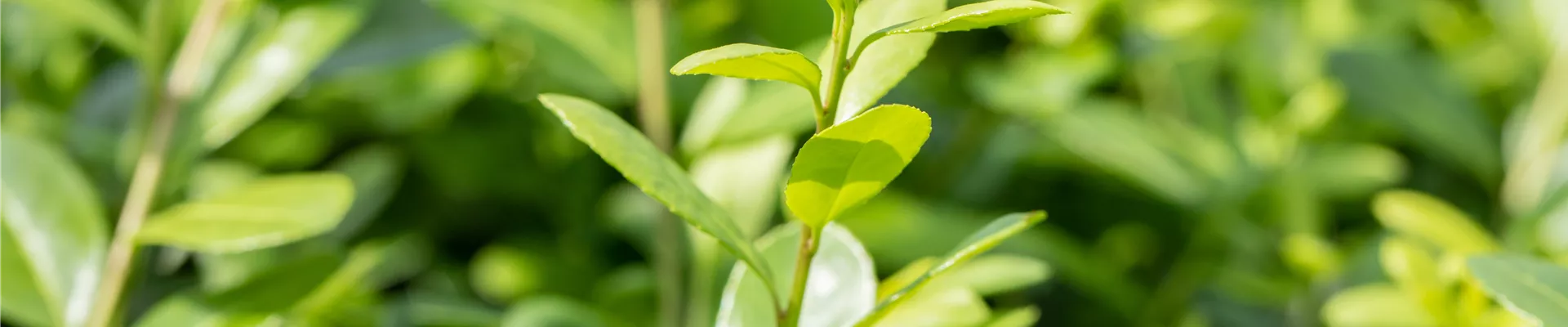 Ilex crenata 'Rotundifolia'