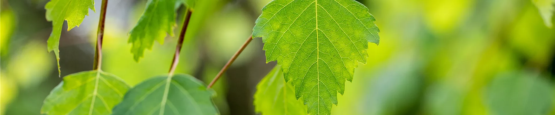 Betula pendula 'Youngii'