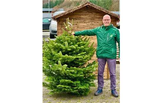 Nordmann-Tanne (Abies nordmanniana)