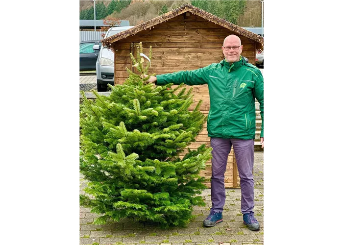 Nordmann-Tanne (Abies nordmanniana)