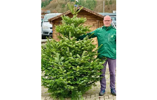 Nordmann-Tanne (Abies nordmanniana)