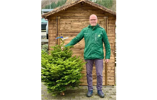 Nordmann-Tanne (Abies nordmanniana)