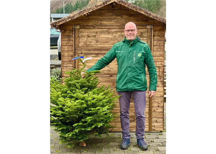 Nordmann-Tanne (Abies nordmanniana)