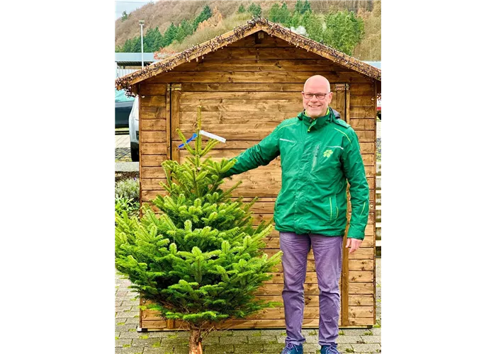 Nordmann-Tanne (Abies nordmanniana)